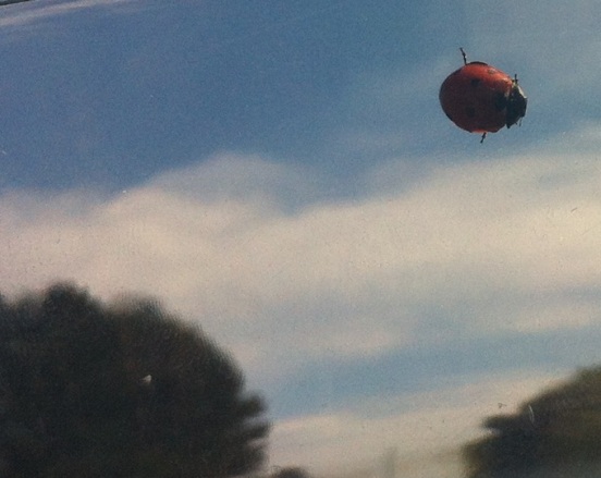 Ladybug 'in the sky'